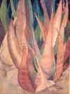Aloe Grove.JPG (88742 bytes)