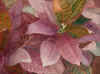 Croton Concerto.JPG (50672 bytes)