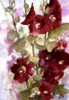 Hollyhocks V.JPG (126748 bytes)