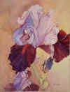 Iris Illusion.JPG (84648 bytes)