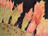 Prickly Heat.JPG (58141 bytes)