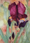 Velvet Iris.JPG (97253 bytes)