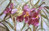 h-Desert Willow.jpg (69941 bytes)