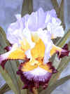 v-Iris Germanica.jpg (102315 bytes)